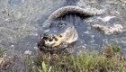 На видео попал огромный аллигатор, который обедал питоном