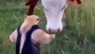 Муравьед необычно "встал в позу", чтобы напугать корову