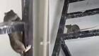 "Бегают по потолку, спят на батарее": крысы кошмарят жителей 17-этажки
