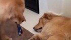 Миссия невыполнима: пёс пытается стащить игрушку у спящего сородича