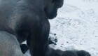 В зоопарке засняли, как горилла лепит снежки