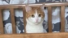 Проводницу, которая выбросила кота Твикса, могут посадить в тюрьму