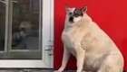 Очень толстая собачка из Югры стала звездой социальных сетей - за неё уже борются желающие помочь
