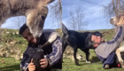 «Я тоже хочу!»:  ослик потребовал обнимашек от человека