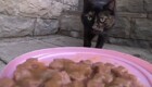 Экспресс-доставка кошачьей еды