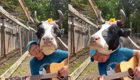 «Давай играй!»: корова, обожающая песни под гитару