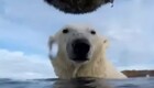 Учёные прикрепили камеры к белым медведям ради эксперимента