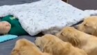 Псы охраняют сон малыша