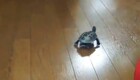 Черепахе дали возможность передвигаться по дому на высоких скоростях