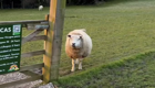 Овца виляет хвостом, когда видит хозяина