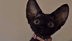 Девон-рекс: очаровательная ушастая порода кошек