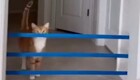 Насколько высоко может прыгнуть кошка