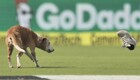 Бездомный пёс выбежал  на поле для крикета