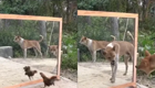 Животных вывело из себя собственное отражение в зеркале