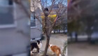 Ловкий котик помог псам достать их любимую игрушку