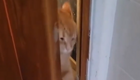 Кот, для которого любая дверь не помеха