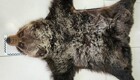 Китаянка пыталась вывезти в Монголию шкуру настоящего бурого медведя