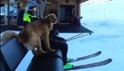 Рабочий день собаки-спасателя на горнолыжном курорте