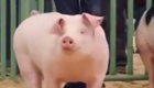 Как выглядит соревнование по выпасу свиней