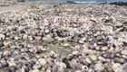 На берег в Сахалине выбросило тысячи мёртвых морских ежей
