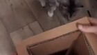 Девушка сделала туннель для своего кота из коробки для телевизора