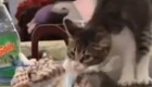 Котёнок пытается стащить пакет с едой