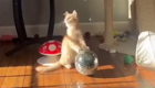 Кот играется с диско-шаром