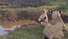 «Мама, за что?»: львица столкнула малыша в воду