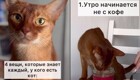 4 вещи, которые знает каждый, у кого есть кот