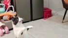 Реакция кота на мыльный пузырь
