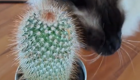Кот использует кактус в качестве чесалки