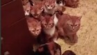 Больше десятка кошек вынуждены жить в крошечном коридоре квартиры