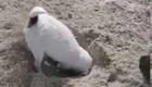 Пёс  увлечённо копает яму на пляже
