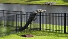 Аллигатор пытается перелезть через забор