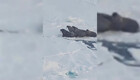 Греющихся моржей в Баренцевом море сняли на видео с борта атомного ледокола "Ямал"