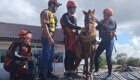 В Бразилии спасли лошадь, застрявшую на крыше дома из-за наводнения