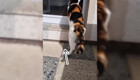 На видео сняли строй бесстрашных мышек, которые пытались пройти мимо кота