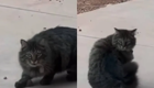 «Куда убежал?»: невнимательный котик показал, почему не стоит играть с едой