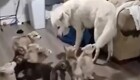 Пёс попытался сбежать от щенков