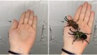 Подборка впечатляющих превращений насекомых и других живых существ