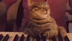 Кот заснул под успокаивающую музыку