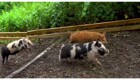 Ежегодный забег свиней в Британии