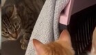 Кот удивлён действиями своего товарища