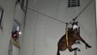 В Бразилии лошадь забралась на третий этаж жилого дома, спасаясь от наводнения