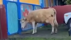 Корова возвращается с прогулки