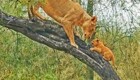 Львица учит своих малышей забираться на дерево