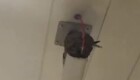 Птица свила гнездо в метро