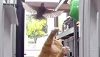 Попытка кота поймать птицу
