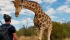 Близкая встреча с жирафом