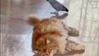 Попугай Кеша и  кот Рыжик